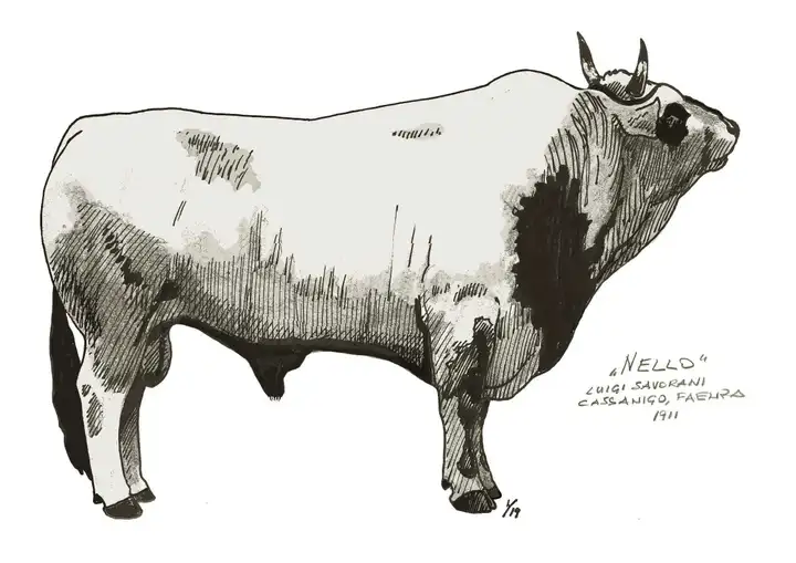 NELLO Luigi Savorani Cassanigo Faenza RA 1911