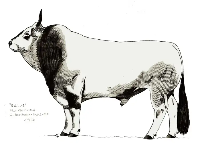 SALUS Flli Geminiani S. Prospero di Imola BO 1913