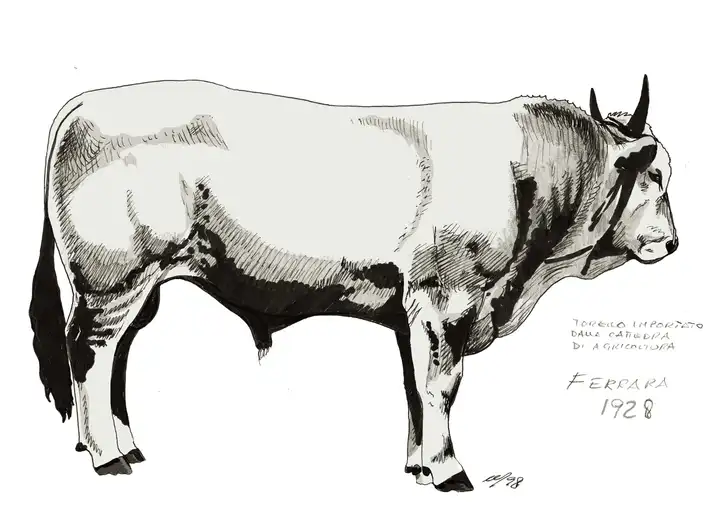 FERRARA 1928 A