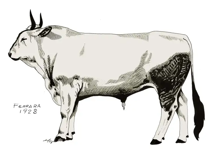 FERRARA 1928 C