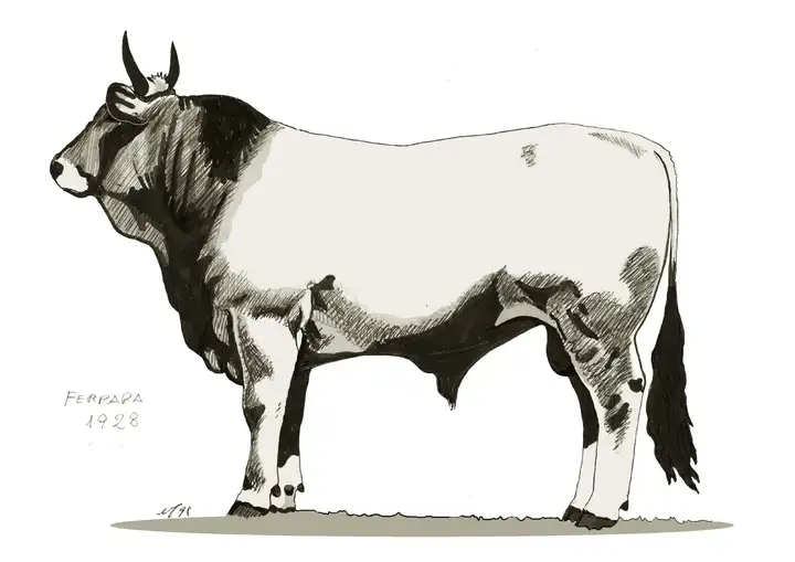 FERRARA 1928 D