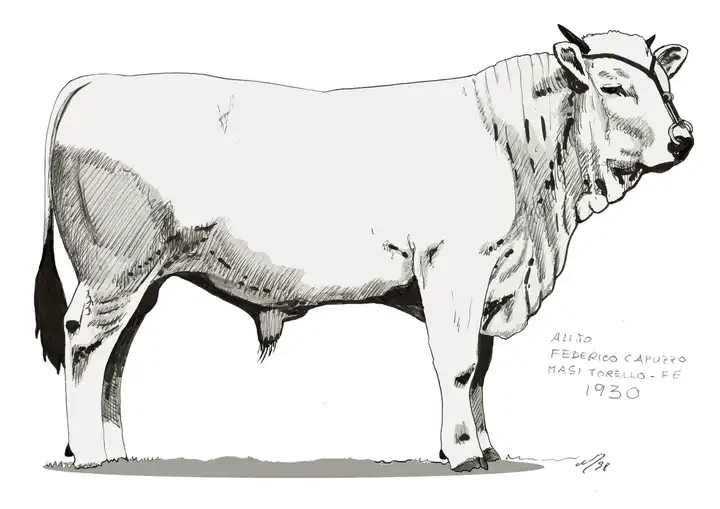 All. FEDERICO CAPUZZO Masi Torello 1930