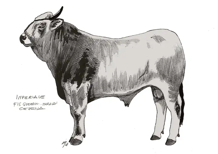 B15 IMPERIALE F.lli Guerrini Maraldi Cesena