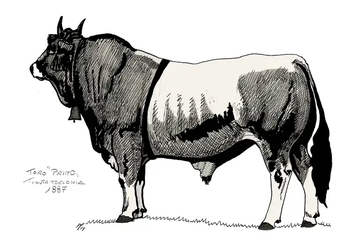 PRIMO AZ TORLONIA 1887