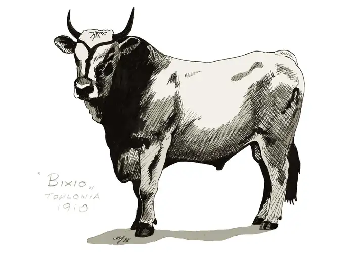 BIXIO TORLONIA