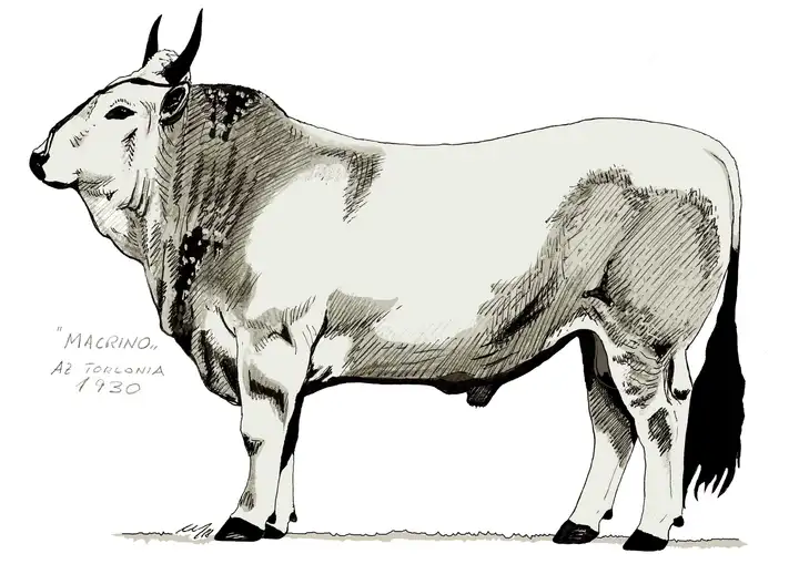 MACRINO TORLONIA 1930