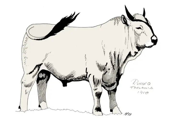 RIMINO Tenuta Torlonia 1910