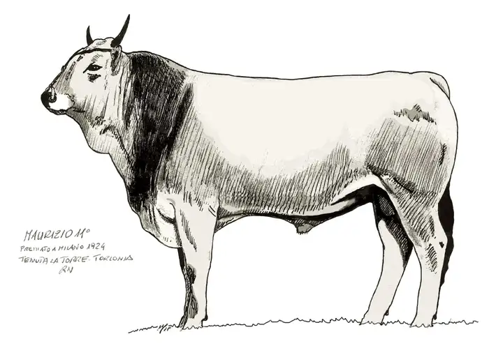 MAURIZIO 11° Premiato a Milano 1924 Torlonia