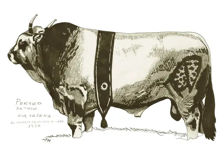 PERSEO da Totò n. 1953 OIR Cesena