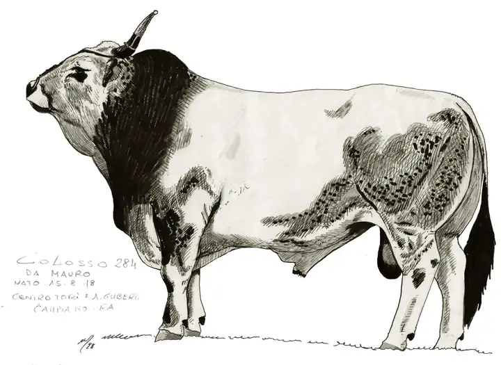COLOSSO 176 RA da Mauro n.1948 CT Guberti Campiano RA
