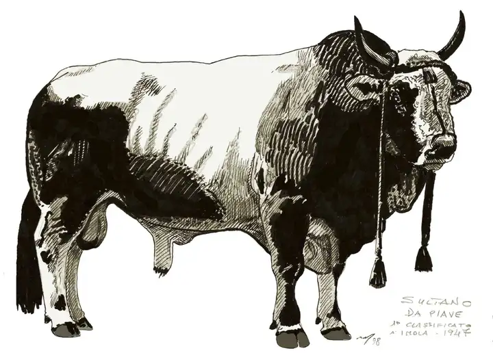 SULTANO da Piave Ginnasi Andalò Mordano BO