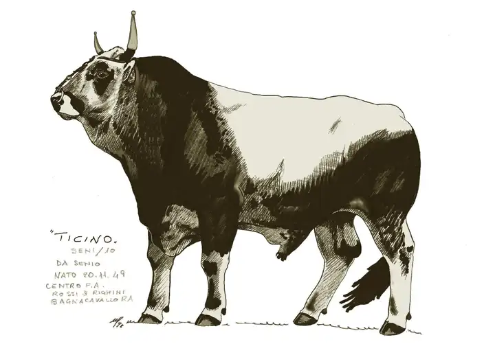 TICINO SENI10 da Senio n.1949 Centro FA Rossi-Righini Bagnacavallo Ra