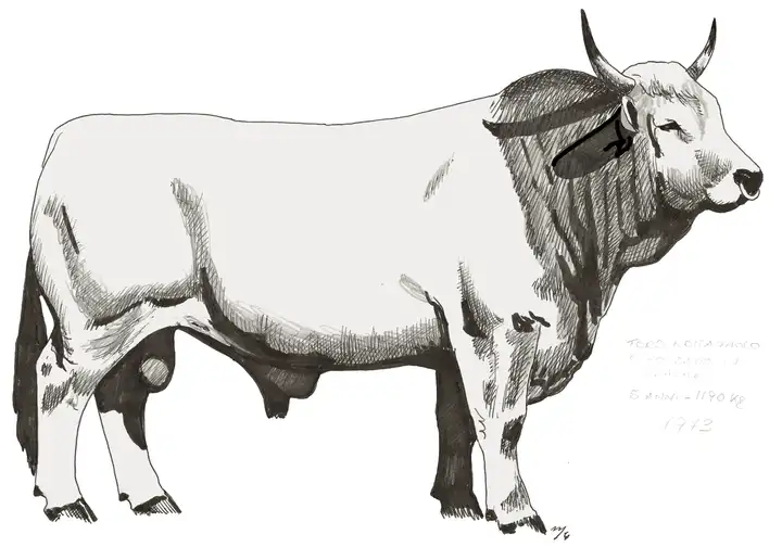 TORO ROM. Esportato in Brasile 1973