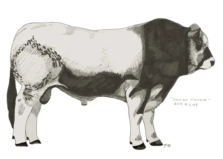 SON OF ROMEO by Son of Berg Flanigan Ranch USA 1989