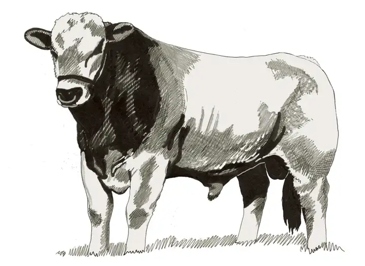 Rapalong GKZ Cartier Rapalong Stud NSW Ausl