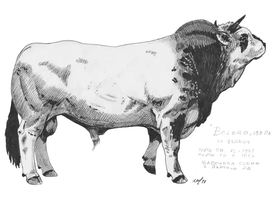 BOLERO