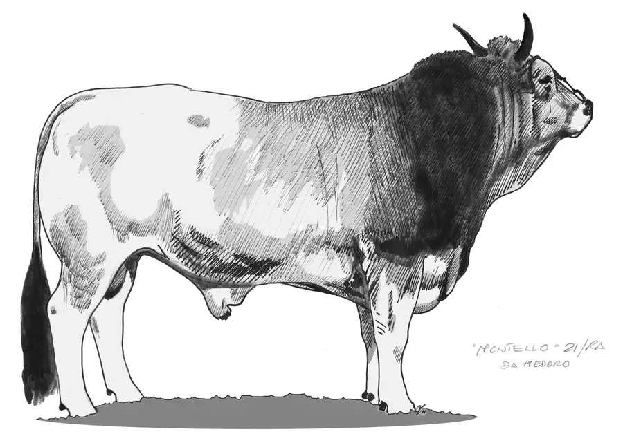 MONTELLO 21RA