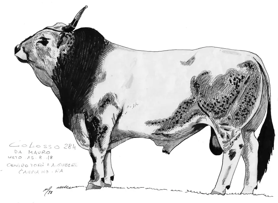 COLOSSO